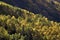 Mountainside view of aspens in autumn