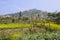 Mountainside village in flowering sunny spirng