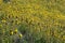 Mountainside with yellow flowers