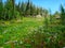 Mountaintop meadow in Montana