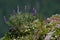 Mountaintop Wildflowers Purple Lupine and Phlox