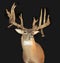 Mounted Buck with Antlers