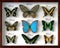 Mounted butterfly collection