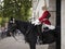 Mounted guard outside Horse Guards off Whitehall in central London