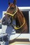 Mounted patrol horse in trailer, Wilmington, DE