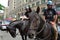 The mounted patrol officers are experts in police operations