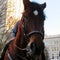 Mounted police horse downtown