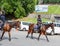 Mounted police patrol