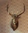 Mounted Stag Head