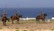 Mounted troops soldiers with lances riding horses