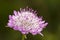 Mourning Bride (Scabiosa atropurpurea)