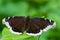 Mourning Cloak