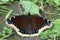 Mourning Cloak