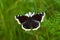 Mourning-cloak Butterfly