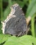 Mourning Cloak Butterfly