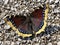 The Mourning cloak butterfly Nymphalis antiopa, Camberwell Beauty, Der Trauermantel Schmetterling