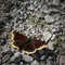 Mourning cloak butterly resting in the sun