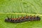 Mourning Cloak Caterpillar