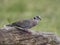 Mourning collared dove, or African mourning dove, Streptopelia decipiens