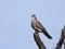 Mourning collared dove, or African mourning dove, Streptopelia decipiens