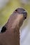 Mourning collared-dove portrait close-up looking down