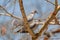 Mourning Collared Dove - Streptopelia decipiens