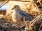 Mourning Dove