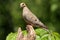 Mourning Dove.