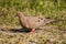 Mourning Dove