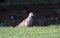 Mourning Dove bird, Clarke County GA USA