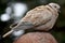 Mourning Dove Bird Sitting on Rock