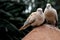 Mourning Dove Birds Sitting on Rock