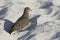 Mourning dove that feeds on a sandy beach by the ocean