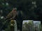 Mourning Dove on Gravestone with Gift