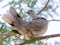 Mourning Dove on Mesquite Tree