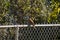 Mourning dove perched on chain link fence on autumn morning.