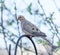 Mourning Dove Percherd on a Feeder Support