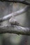 Mourning Dove Relaxing on Tree Branch - Zenaida macroura