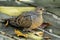 Mourning dove resting on deck boards in the fall