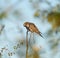 Mourning Dove resting in forest