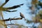 Mourning Dove resting in forest