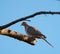 Mourning Dove resting in forest
