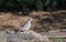 Mourning Dove on a rock, Athens Georgia USA