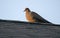 Mourning Dove on roof top, Athens, Georgia USA