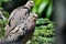 Mourning Dove with Ruffled Feathers