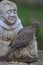 Mourning Dove on Saint Francis Statue II-Zenaida macroura