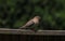 Mourning Dove Scratching Itself