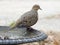 Mourning Dove Sitting On A Bird Bath