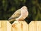 Mourning Dove Sleeping On A Wood Fence