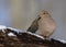 Mourning dove on snowy branch